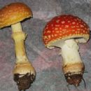 Fungi described in 1977