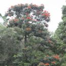 Trees of Angola
