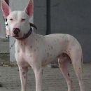 Gull Terrier