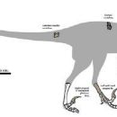 Tremp Formation