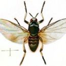 Taxa named by Edward Newman