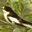 Taxa named by Alexander von Homeyer