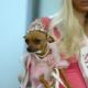 Tinkerbell the Dog