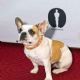 Brigitte the Dog