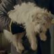 Dodger as Buddy in Doc Martin