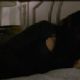 Breaking Dawn Part 2 Teaser Trailer Stills