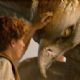 Fantastic Beasts and Where to Find Them (2016)