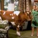 Mooo!