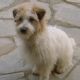 Dodger as Buddy in Doc Martin
