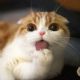 Waffles the Cat