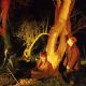 Echo & the Bunnymen