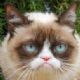 Grumpy Cat