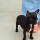 Cheechee Coquette Olsen Baugher Murdock