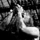Fear Factory
