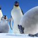 Maurice (voiced by DEE BAKER) and Memphis (voiced by HUGH JACKMAN) watch as Baby Gloria chases after Mumble's runaway egg in Warner Bros. Pictures’ and Village Roadshow Pictures’ comedy adventure “Happy Feet,” distributed by Wa