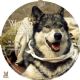 White Fang 2: Myth of the White Wolf  -  Product