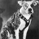 Pete the Dog