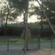 Man on a Swing - Joel Grey